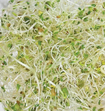 SS251 Go Go Mix Sprouts